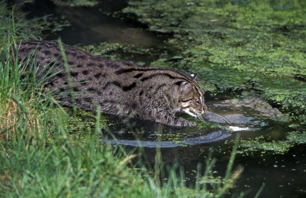 Fishing Cat (prionailurus viverrinus), Adult in Water, Fishing