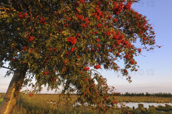 European rowan (Sorbus aucuparia) Lower Saxony, Germany, Europe