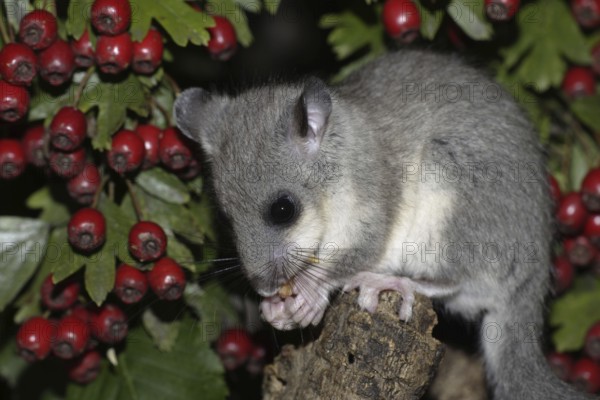 Edible Dormouse (Glis glis), Germany, Europe