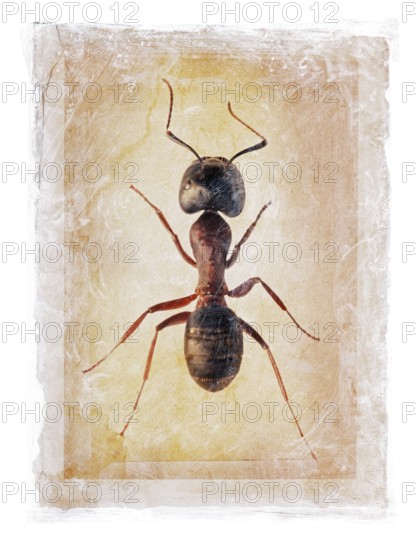 Grunge dirty photomanipulation of an ant