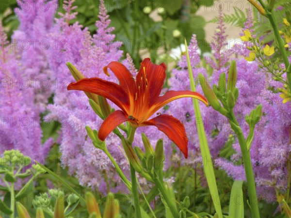 Astilbe flowering in the garden, Prachtspieren (Astilbe), Daylily with Astilbe in the garden, Daylily flowering in the garden, orange day-lily (Hemerocallis fulva), Brown-red daylily, Bahnwärter daylily