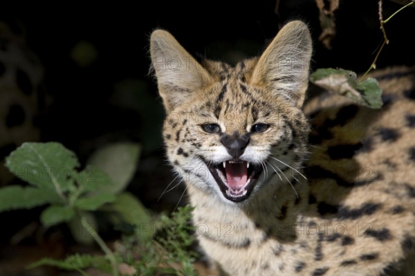 Portrait of Serval (leptailurus serval), Young Snarling
