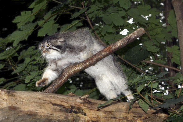 MANUL OR PALLAS'S CAT (otocolobus manul), ADULT STANDING ON BRANCH