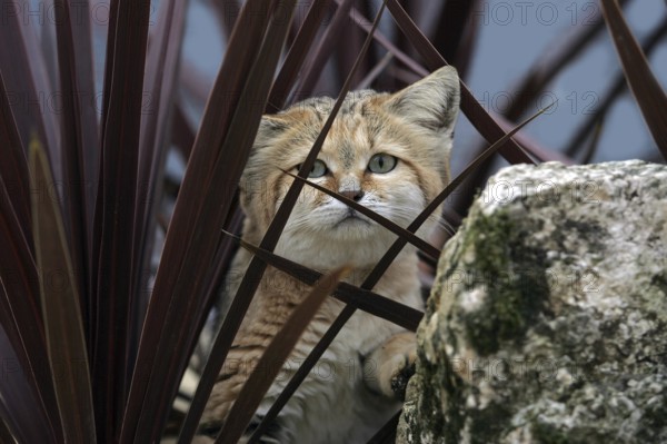 Sand Cat (felis margarita), Adult hidden in Bush