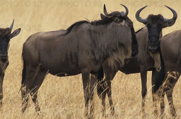 Blue Wildebeest (connochaetes taurinus), Herd standing in Dry Grass, Masai Mara Park in Kenya