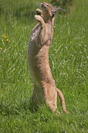 Caracal (caracal caracal), Adult hunting Bird, on Hind Legs
