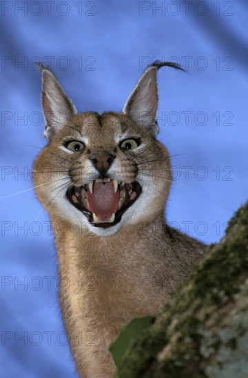 Caracal (caracal caracal), Adult Snarling in Defensive Posture
