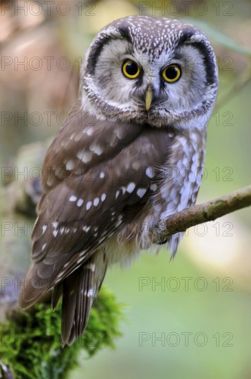 Tengmalm's (Aegolius funereus) Owl