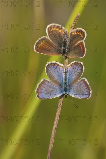 Silver-studded blue (Plebejus argus), couple, North Rhine-Westphalia, Germany, Europe