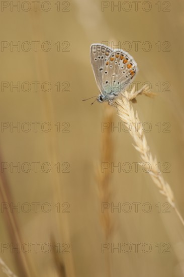 Common blue butterfly (Polyommatus icarus) Germany