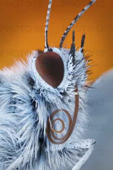 Portrait of a butterfly (Polyommatus icarus) with sucking trunk