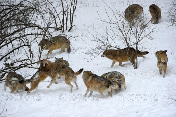 Gray wolves (Canis lupus), social behaviour