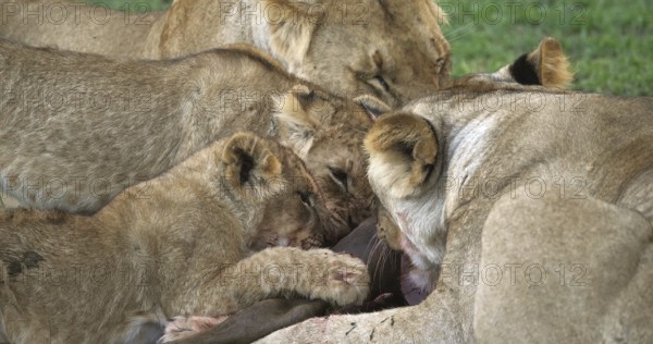 African Lion (panthera leo), Females with a Kill, a Wildebest, Masai Mara Park in Kenya