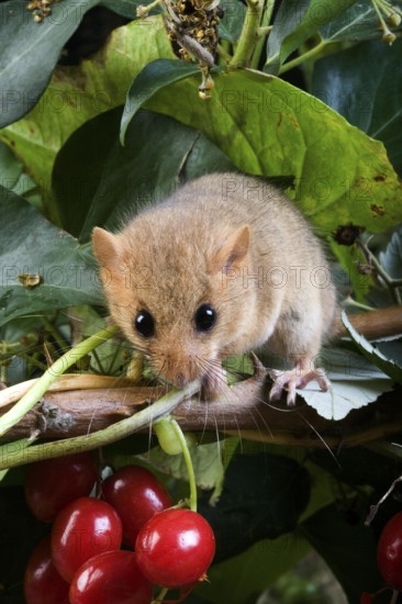 Common Dormouse (muscardinus avellanarius), Normandy
