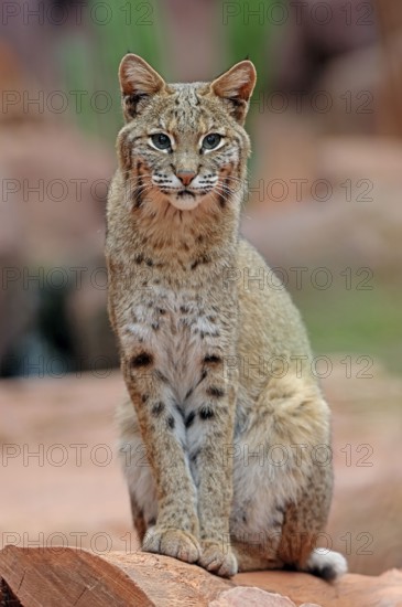 Bobkatze (Lynx rufus) (Felis rufa)