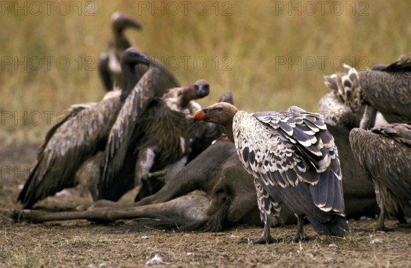 RUPPELL'S VULTURE gyps rueppelli, GROUP ON A WILDEBEEST CARCASS, KENYA