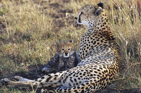 Cheetah (acinonyx jubatus), Female with Cub, Masai Mara Park in Kenya