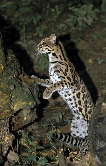 Margay Cat, leopardus wiedi, Adult standing on Hind Legs