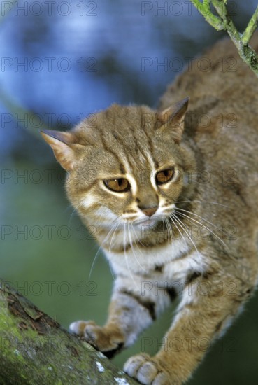 Rusty-Spotted Cat (prionailurus rubiginosus)