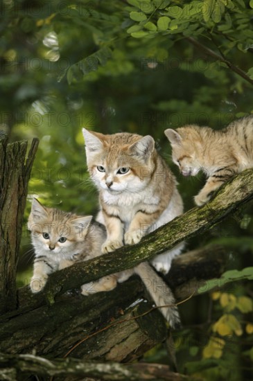 Sand Cat (felis margarita), Female with Youngs standing on Branch