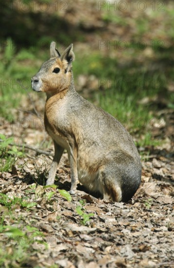 Mara (dolichotis patagonum), Adult sitting