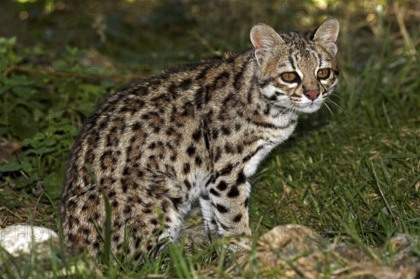 Tiger Cat or Oncilla (leopardus tigrinus), Adult sitting on Grass