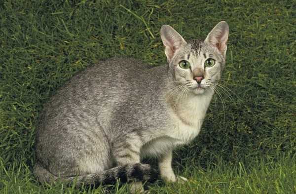 ORIENTAL HOUSE CAT, adult WITH GREEN EYES