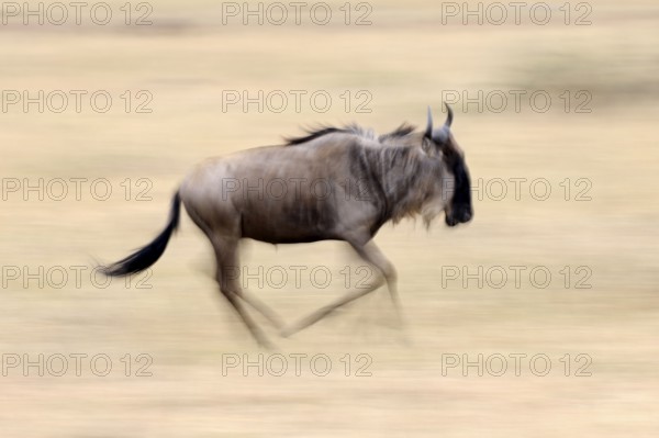 Blue wildebeest, Massai Mara Game Reserve, white-bearded wildebeest (Connochaetes taurinus), wildebeest, lateral, Kenya, Africa