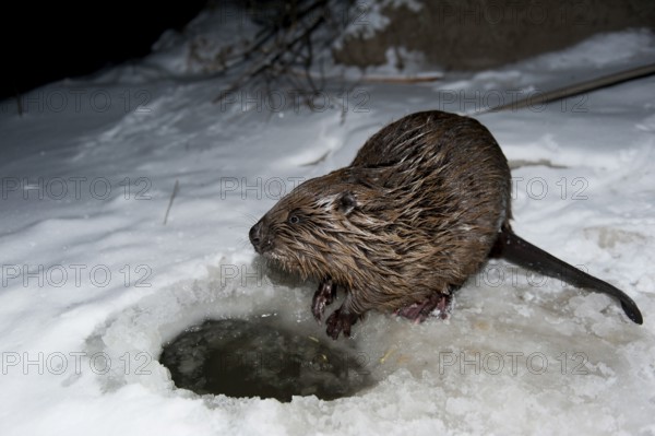 European beaver (Castor fiber), Rosenheim, Bavaria, Germany, Europe
