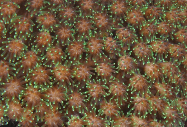 Coral polyps, Lake Banda, Bali (Rhynchocinetes durbanensis), Indonesia, Asia