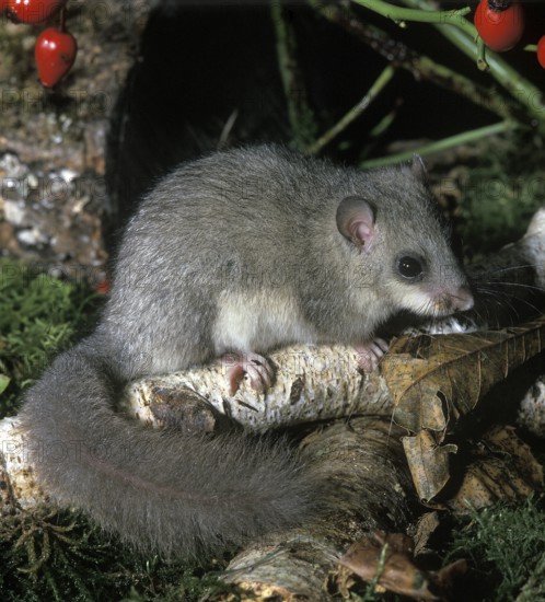 Edible Dormouse (glis glis), Adult