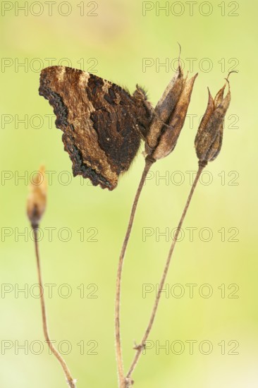 Large tortoiseshell (Nymphalis polychloros) Rhineland-Palatinate, Germany, Europe
