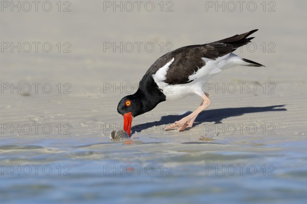 American oystercatcher (Haematopus palliatus) eating mussel, Florida, USA, North America