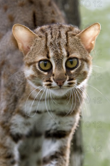 Rusty-spotted cat (prionailurus rubiginosus), portrait of an adult