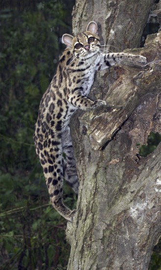 MARGAY CAT leopardus wiedi, adult ON BAUMSTAMM