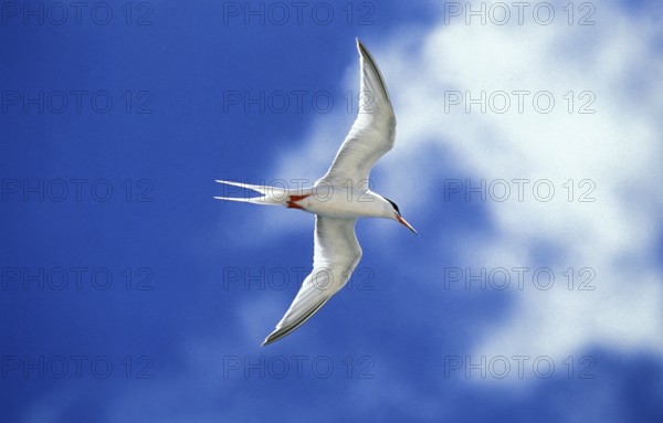 Arctic tern (sterna paradisaea), adult in flight against blue sky, Australia, Oceania