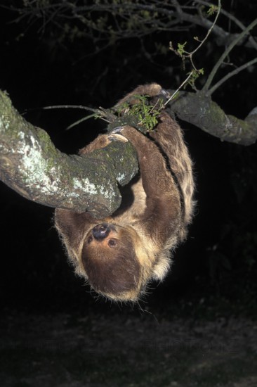 Two-Toed Sloth (choloepus didactylus), Adult hanging from Branch