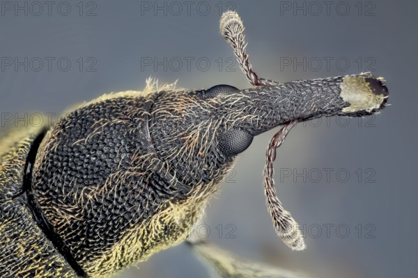 They are usually small, less than 6 millimetres in length, and herbivorous. There are over 60, 000 species in several families, mostly in the family (Curculionidae)