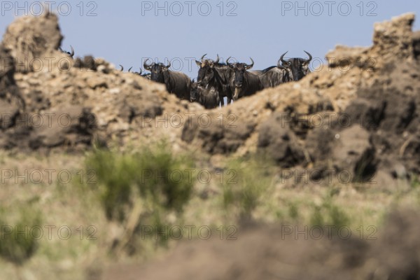 Adult, adventure, africa, african, animal, area, blue, botswana, bush, chobe, conservation, destination, eastern, ecotourism, endangered, environment, game, gnu, grass, grassland, habitat, herbivore, herd, horns, kenya, maasai, mammal, mara, migration, n