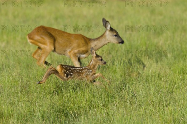 European roe deer (Capreolus capreolus) Doe with fawn, fawn
