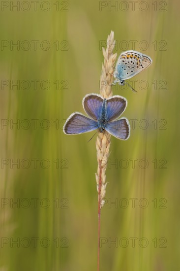 Silver-studded blue (Plebejus argus) male, North Rhine-Westphalia, Germany, Europe