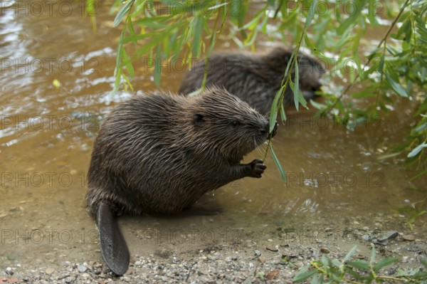 European beaver (Castor fiber), juvenile, Rosenheim, Bavaria, Germany, Europe