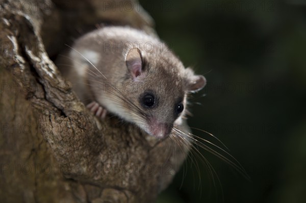 Edible dormouse (Glis glis) Rhineland-Palatinate, Germany, Europe