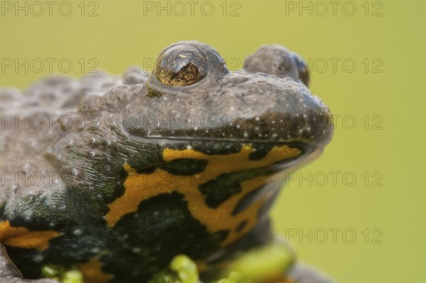 Yellow-bellied toad (Bombina variegata) Rhineland-Palatinate, Germany, Europe