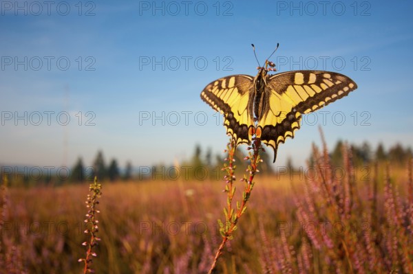 Swallowtail (Papilio machaon) in Heide, North Rhine-Westphalia, Germany, Europe