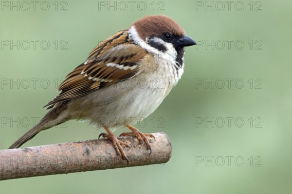 tree sparrow