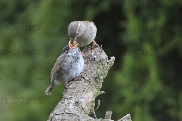 House sparrow feeding