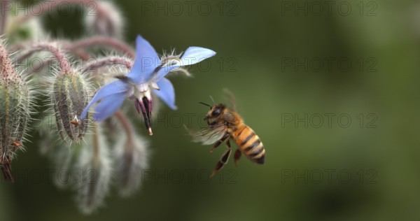 European Honey Bee (apis mellifera), Bee foraging a borage Flower, Insect in Flight, Pollination Act, Normandy