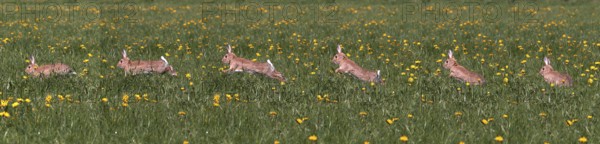 European Rabbit (oryctolagus cuniculus) or Wild Rabbit, Adult running through Flowers, Normandy