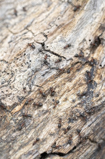 Wood ant (Formica), several animals on deadwood, Brandenburg, Germany, Europe
